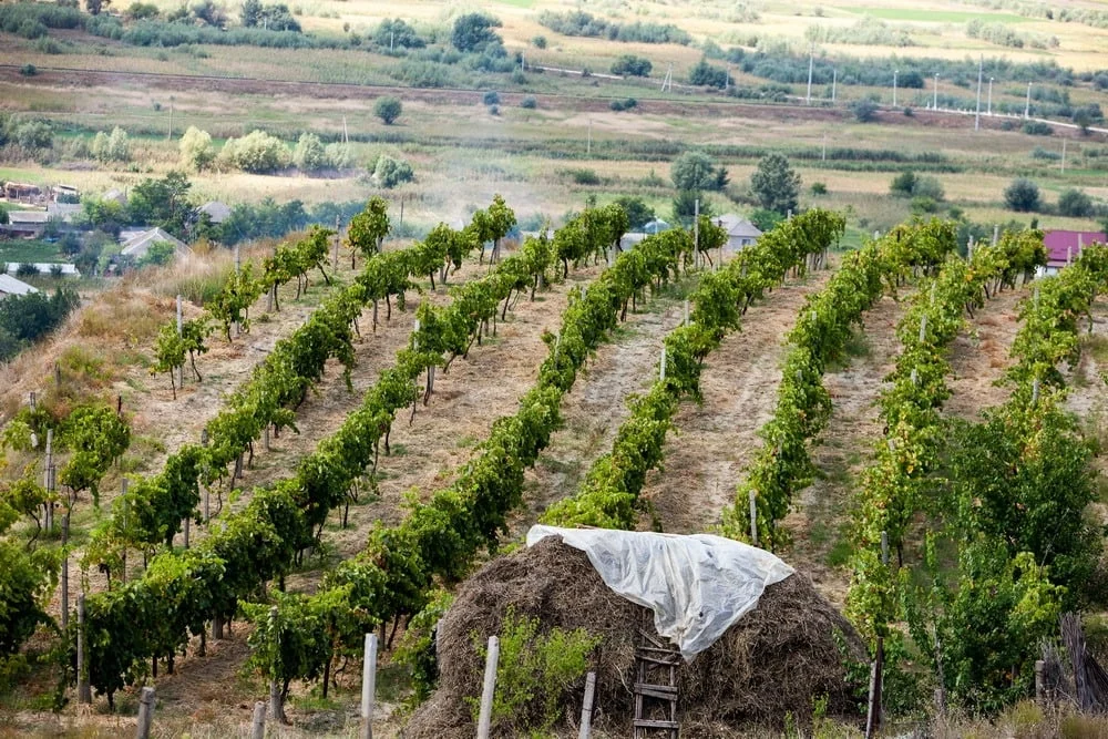 Vineyard overlooking a rural valley